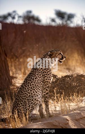 Ghepardo seduto in controluce sotto l'ombra degli alberi nel parco di Kgalagadi, Sudafrica ; specie Acinonyx jubatus famiglia di Felidae Foto Stock