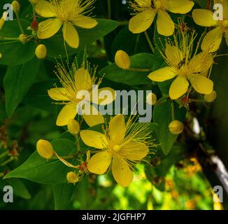 Fioritura dell'erba di San Giovanni, della pipa di Tipton, della pipa di Klamath (Hypericum perforatum) una pianta medicinale. Foto Stock