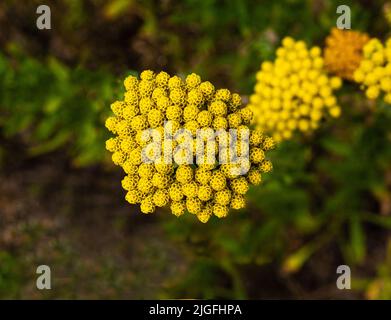 Achillea ageratum o merletto inglese, dolce Nancy, passero dolce è una pianta fiorita della famiglia dei girasoli, originaria dell'Europa (Portogallo, Spagna, Francia, Foto Stock