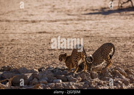 Coppia di Cheetahs che bevono all'acquedotto nel parco di trasferimento di Kgalagadi, Sudafrica ; specie Acinonyx jubatus famiglia di Felidae Foto Stock