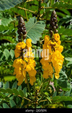 Di colore giallo brillante fiori di popcorn senna chiamato anche Senna didymobotrya trovati in Sri Lanka e India. Foto Stock