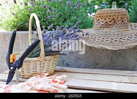 Tagliare i fiori secchi di lavanda in un piccolo cestino di vimini nel giardino accanto a fiori di lavanda e cappello estivo Foto Stock