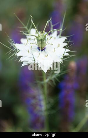 Nigella in fiore 'Albion Green Pod' Foto Stock