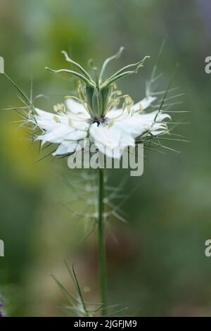 Nigella in fiore 'Albion Green Pod' Foto Stock