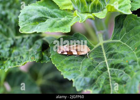 Largo bordato giallo Underwing Moth (Noctua fimbriata) su una foglia di girasole. Foto Stock