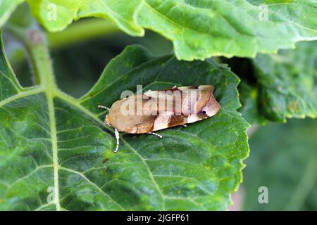 Largo bordato giallo Underwing Moth (Noctua fimbriata) su una foglia di girasole. Foto Stock