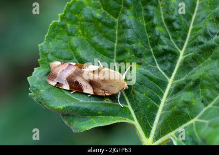 Largo bordato giallo Underwing Moth (Noctua fimbriata) su una foglia di girasole. Foto Stock