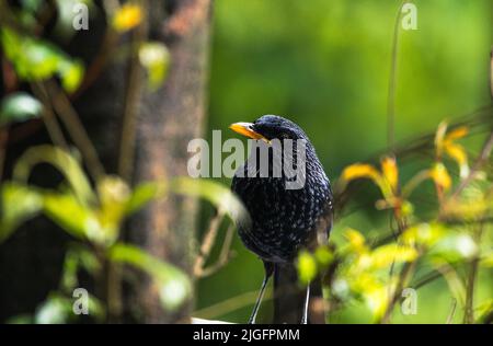 Il mughetto blu (Myophonus caeruleus), un mughetto che si trova nelle montagne dell'Asia centrale, dell'Asia meridionale, della Cina e del sud-est asiatico, è visto nascondersi ad una foresta di montagna in Darjeeling, Bengala occidentale, India. Foto Stock