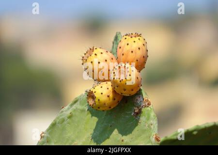 Frutti di cactus di Prickly pera con frutti noti anche come Opuntia, ficus-indica, opuntia indiana di fico a Lampedusa, Sicilia, Italia Foto Stock