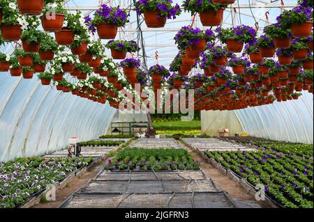Serre per fiori in crescita. Settore florovivaismo Foto Stock