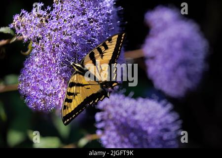 Close up Giallo farfalla a coda di rondine su fiori viola in una giornata di sole Foto Stock