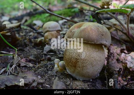 Gruppo di bolete primaverile o Boletus reticulatus, due dei quali molto yuoung, che cresce in habitat naturale Foto Stock