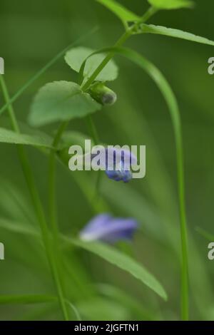 Cratere comune Scutellaria galericulata in fiore Foto Stock