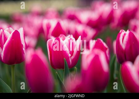 Tulipani rosa. Fiore di primavera nel parco con tulipani rosa. Fiori o natura o foto di sfondo ecologia. Foto Stock