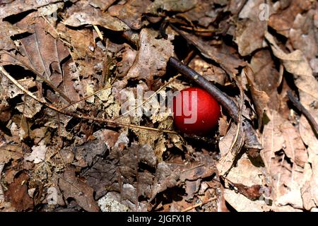 Un fungo rosso russula emetica tra le foglie cadute. Foto Stock