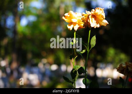 Pianta di rosa gialla essiccata su bookeh di ramo con fondo verde all'aperto Foto Stock