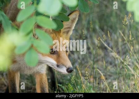 Una giovane volpe sembra curiosa Foto Stock