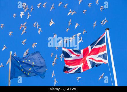 I piccioni da corsa sorvolano le bandiere del Regno Unito e dell'UE. Post-Brexit burocrazia, documenti aggiuntivi, fatture veterinarie... Foto Stock