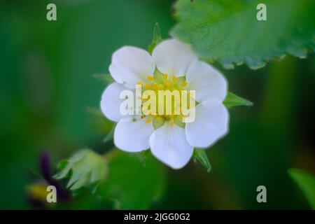 Piccola fragola bianca fiore macro vista dall'alto Foto Stock