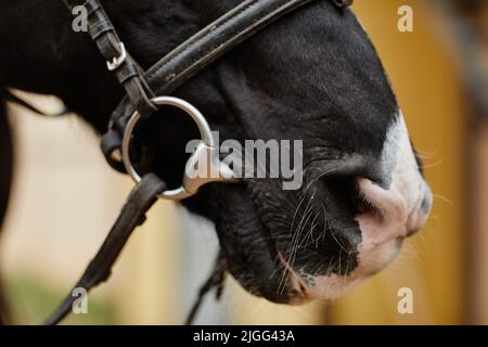 Vista laterale primo piano di cavallo scuro indossare briglia e l'attrezzatura all'aperto con fuoco su naso e museruola, spazio copia Foto Stock