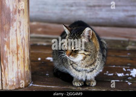 Un gatto senza tetto siede su una panca di legno sullo sfondo di una vecchia casa di tronchi Foto Stock