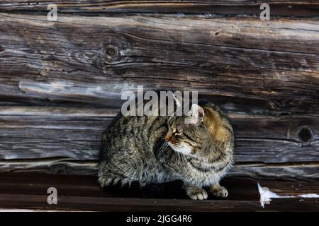 Un gatto senza tetto siede su una panca di legno sullo sfondo di una vecchia casa di tronchi Foto Stock