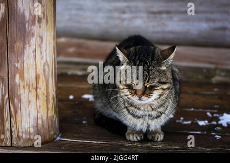 Un gatto senza tetto siede su una panca di legno sullo sfondo di una vecchia casa di tronchi Foto Stock