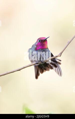 Calypte anna, un coloratissimo Hummingbird maschile per adulti, mostra un gorget iridescente mentre arroccato nella valle di San Joaquin. Foto Stock