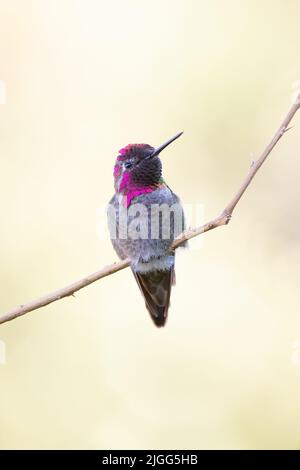 Colourful maschio di Anna Hummingbird, Calypte anna, percepito sul territorio di allevamento nella Valle di San Joaquin, CA. Foto Stock