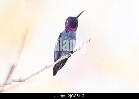 Calypte anna, un colibrì maschio adulto di Anna, arroccato su un ramo territoriale della San Joaquin Valley in California. Foto Stock