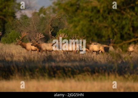 Una mandria di tule tule Elk, nanodi Cervus, con le formelle in velluto si muovono attraverso una prateria ripariana nella Merced County, CA, USA. Foto Stock