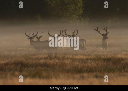 Una mandria di tule tule Elk, nannodi Cervus, si pone in una nebbia di terra di prima mattina al San Luis NWR, San Joaquin Valley, CA Foto Stock