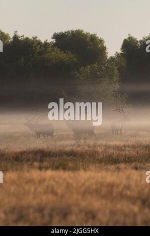 Tule Elk bull herd silouted in una nebbia di terra di prima mattina al San Luis NWR nella valle di San Joaquin California. Foto Stock