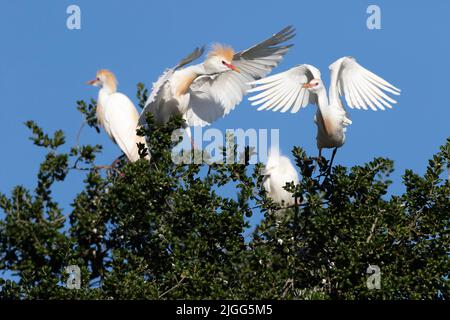 Cattle Egrets, Bubulcus ibis, lotta per lo spazio in cima a una colonia ripariale di nidificazione nella San Joaquin Valley in California. Foto Stock