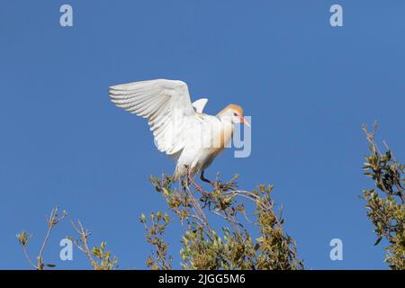 Egret per bovini adulti, Bubulcus ibis, in terreni di piombatura in cima a un albero di quercia nella San Joaquin Valley in California. Foto Stock