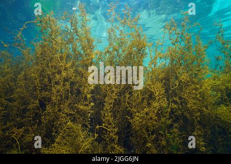 Alghe giapponesi, alghe marroni Sargassum muticum, sott'acqua nell'oceano Atlantico, Spagna, Galizia Foto Stock