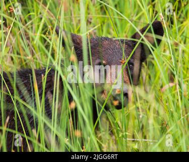 Orsetto nero bagnato in erba alta in Carolina del Nord, Stati Uniti Foto Stock