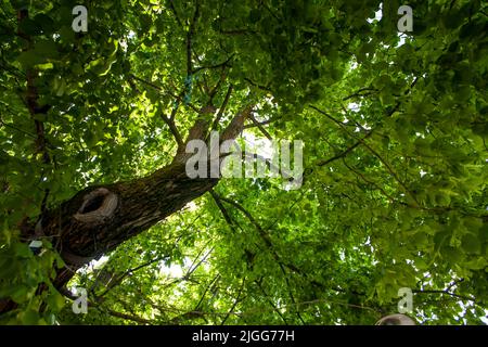 Vecchio grande tiglio. Foglie verdi e frutti di tiglio Foto Stock