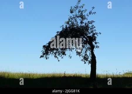 Albero curvo solitario fotografato su un campo vuoto in una giornata blu e soleggiata Foto Stock