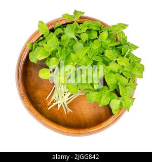 Sesamo o benne microgreen, in una ciotola di legno. Pronto a mangiare giovani piante fresche e verdi di Sesamum, germogli leggermente amari e sani. Foto Stock