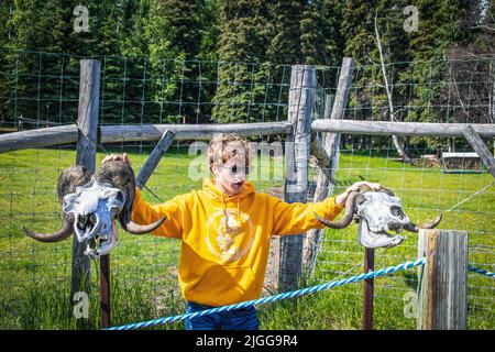 06-21-2022 Fairbanks Alaska USA giovane uomo in occhiali da sole e capelli ricci con mano su due muschi di buoi cranio-maschio e femmina durante il tour a Large Animal R Foto Stock