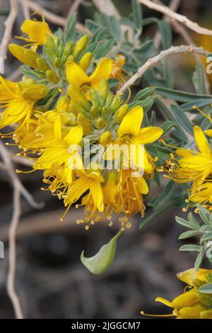 Infiorescenze da racema fiorito giallo di Peritoma Arborea, Cleomaceae, arbusto nativo nel deserto nordoccidentale di sonora, inverno. Foto Stock