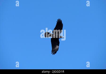 Un Raven australiano (Corvus coronoides) che vola nel cielo a Sydney, NSW, Australia (Foto di Tara Chand Malhotra) Foto Stock