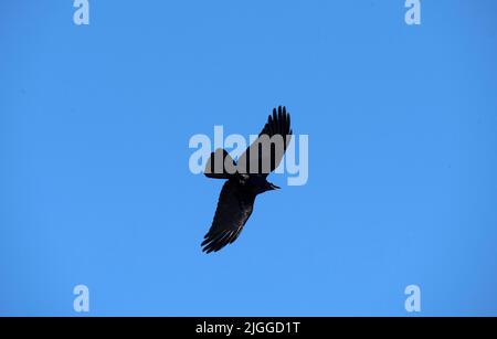 Un Raven australiano (Corvus coronoides) che vola nel cielo a Sydney, NSW, Australia (Foto di Tara Chand Malhotra) Foto Stock