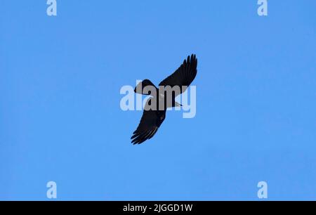 Un Raven australiano (Corvus coronoides) che vola nel cielo a Sydney, NSW, Australia (Foto di Tara Chand Malhotra) Foto Stock