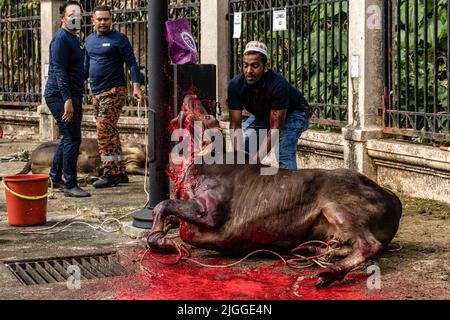 Kuala Lumpur, Malesia. 10th luglio 2022. (NOTA DEI REDATTORI: L'immagine contiene contenuti grafici) Musulmani malesi massacrano una mucca durante le celebrazioni di Eid al-Adha. EID al-Adha è celebrato in tutto il mondo musulmano in ricordo della disponibilità di Abramo a sacrificare suo figlio a Dio con mucche e capre tradizionalmente macellate in questo giorno santo. (Credit Image: © Mohd Daud/ZUMA Press Wire) Foto Stock