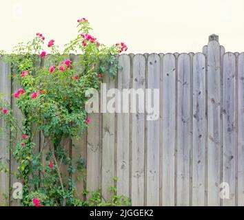Sfondo con un cespuglio di rose rosa e una recinzione in legno in formato orizzontale Foto Stock