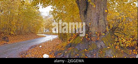 Vista panoramica della strada del catrame che conduce attraverso la foresta di faggi autunno in Norvegia. Paesaggio rurale paesaggistico di boschi natura in ambiente Foto Stock