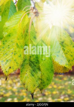 Un primo piano dei raggi solari brilla attraverso le foglie verdi e gialle sui rami dell'albero. Boschi con foglie secche e texture in una serena Foto Stock