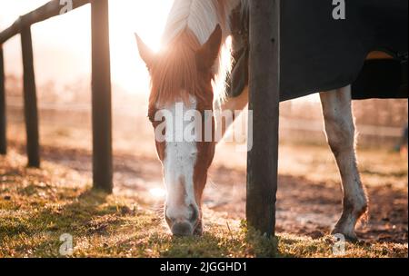 I cavalli ci prestano le ali che ci mancano. Un cavallo che mangia erba in una fattoria. Foto Stock